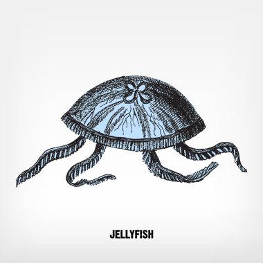 Vintage denizanası oyma.