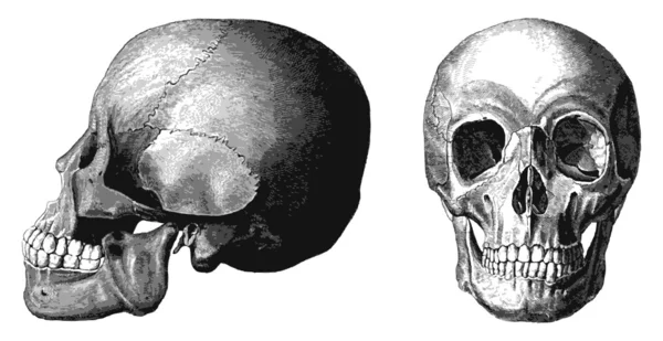 Graverade illustrationer av skalle. — Stock vektor