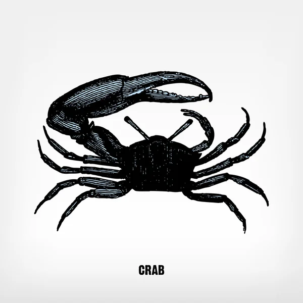 Gravur alter Krabben. — Stockvektor