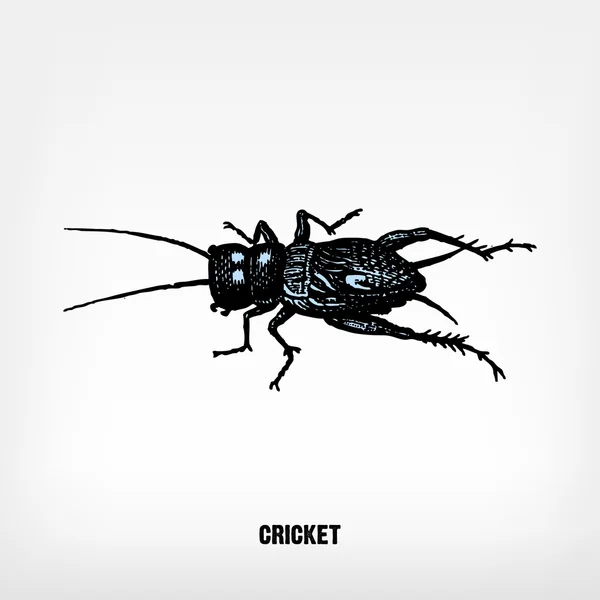 Gravure van vintage cricket. — Stockvector