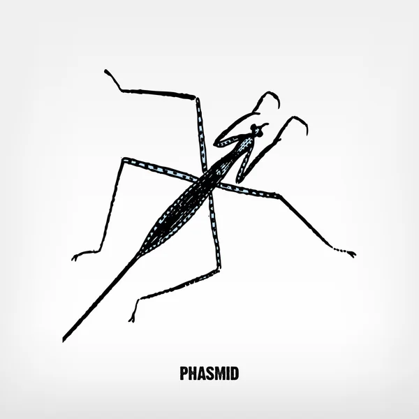 Gravure vintage phasmid insect. — Stockvector