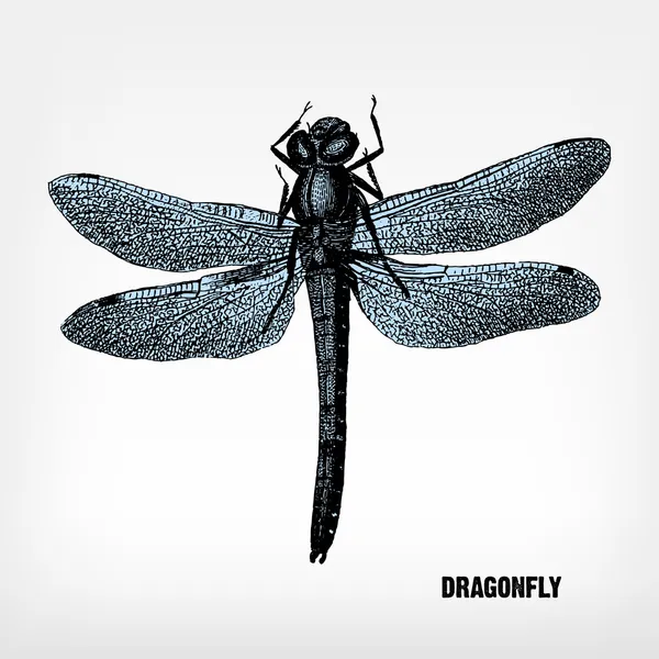 Vintage dragonfly gravure. — Stockvector
