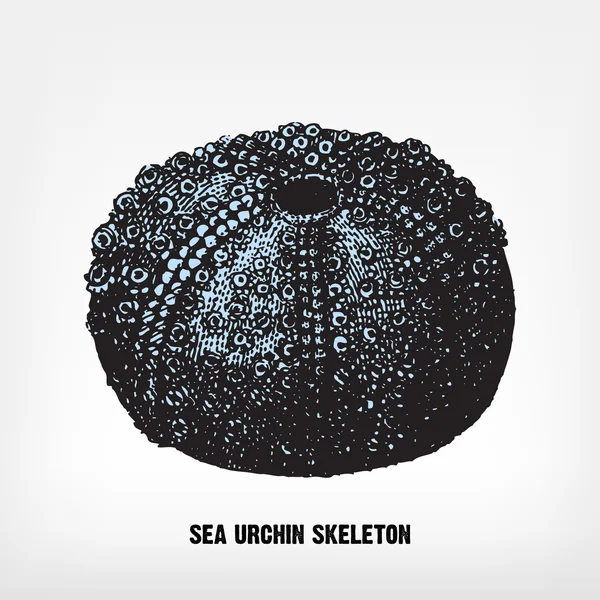 Engraving vintage sea urchin skeleton. — Stock Vector