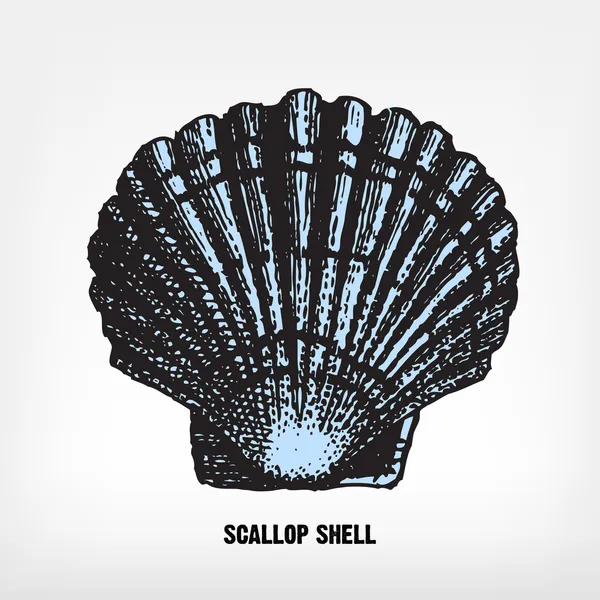 Engraving vintage Scallop shell. — Stock Vector