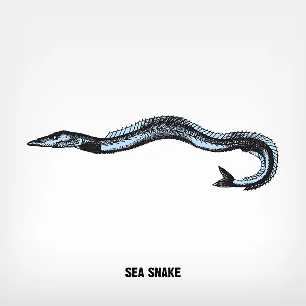 Gravure vintage zee snake. — Stockvector