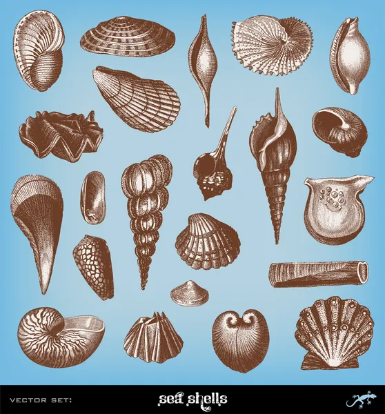 Engraving vintage shell set. — Stock Vector