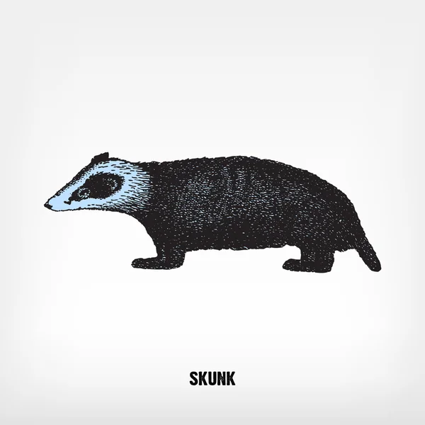Grabado vintage Skunk ilustración . — Vector de stock