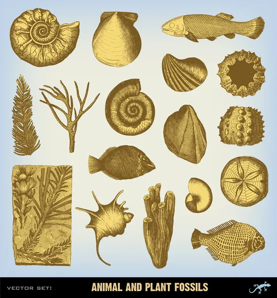 Engraving vintage Fossils set illustrations. — Stock Vector