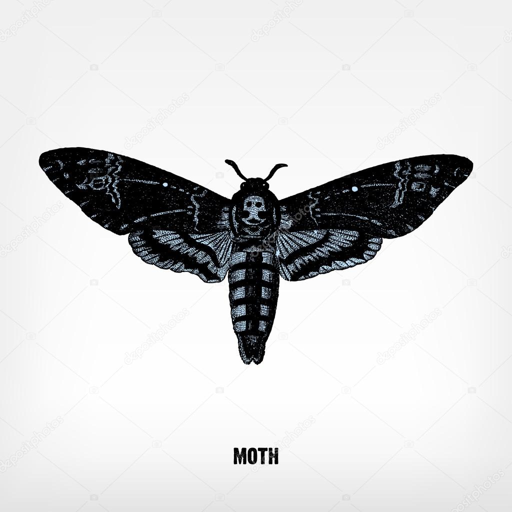 Engraving vintage Moth