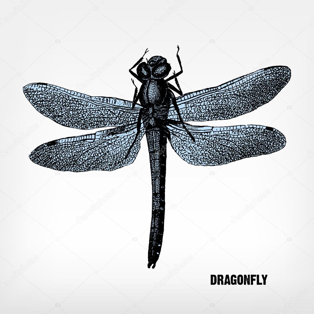 Engraving vintage dragonfly.