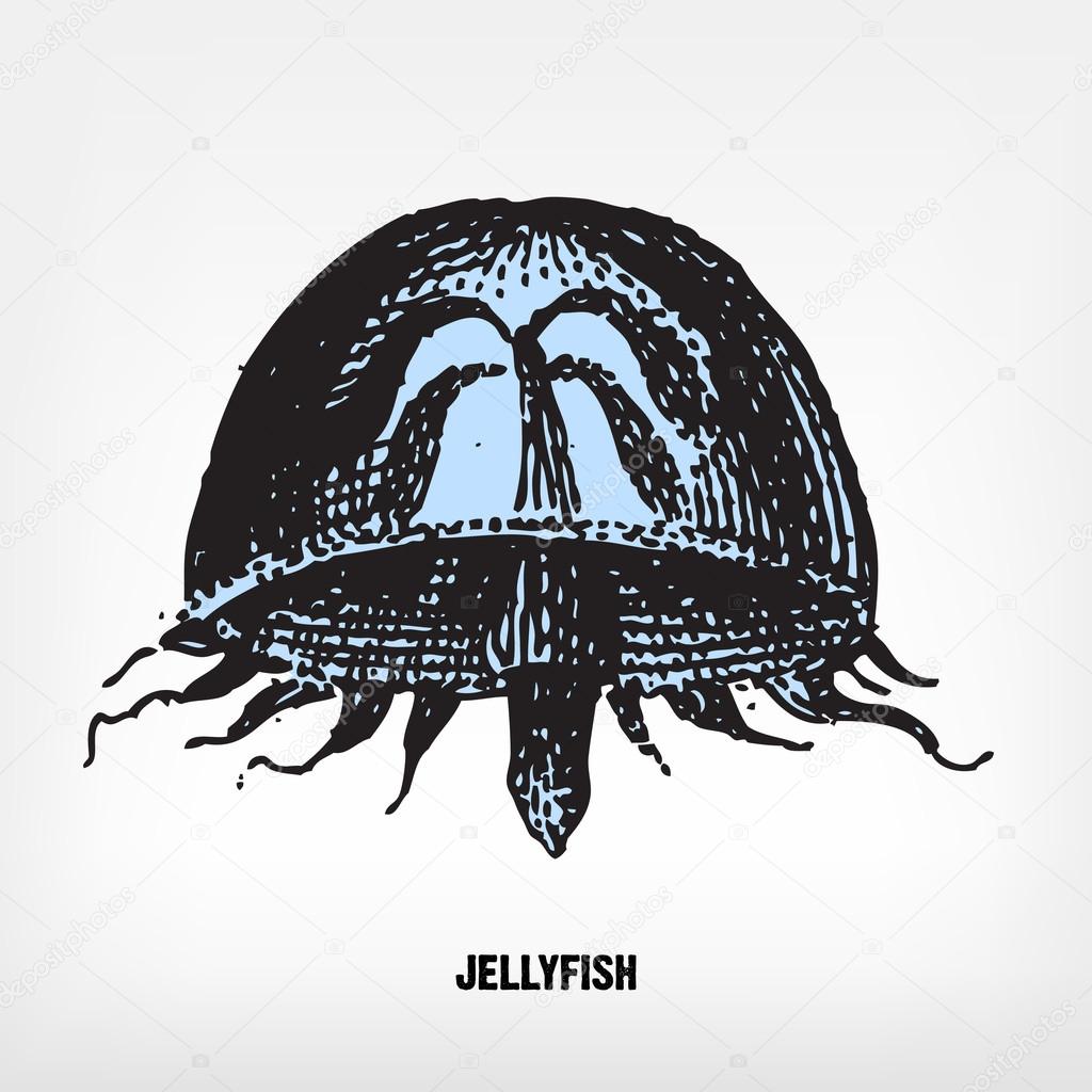 Engraving vintage Jellyfish. Stock Vector Image by ©pio3 22179347