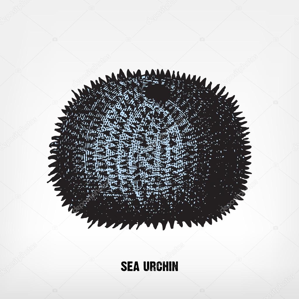 Engraving vintage sea urchin.
