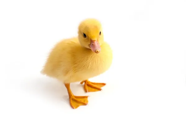 Cute domestic duckling isolated on white background. — Stock Photo, Image