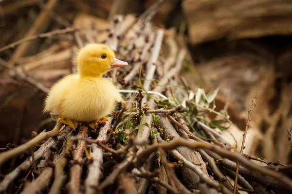 Lindo pequeño gosling sobre ramas árbol . — Foto de Stock