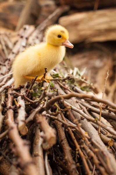 Lindo pequeño gosling sobre ramas árbol . — Foto de Stock