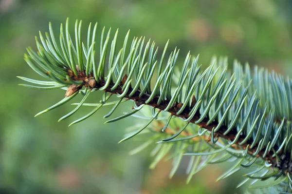 Fichtenzweig im Wald — Stockfoto