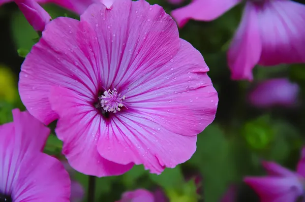 Lavatera - рожева квітка — стокове фото