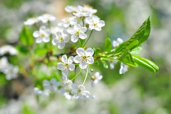 Kiraz ağacının beyaz çiçekleri
