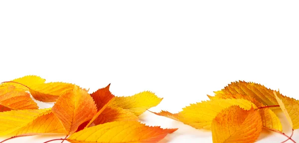 Autumn Background — Stock Photo, Image