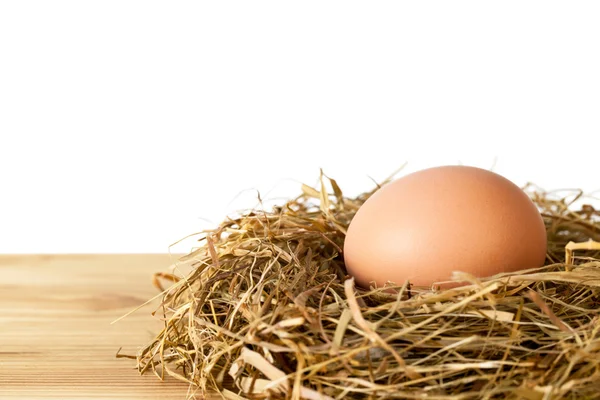 Egg in nest — Stock Photo, Image