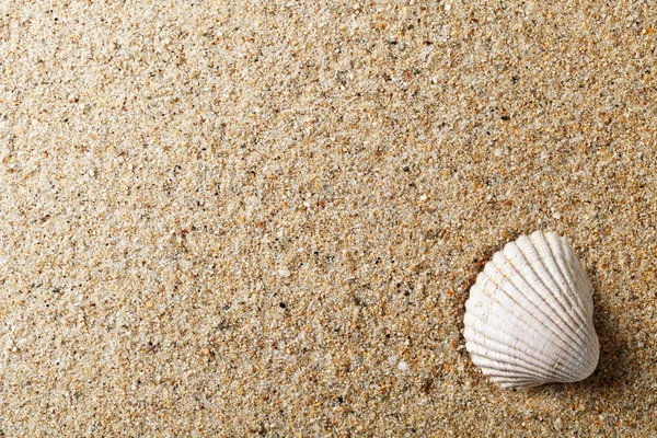 Coquille sur sable — Photo