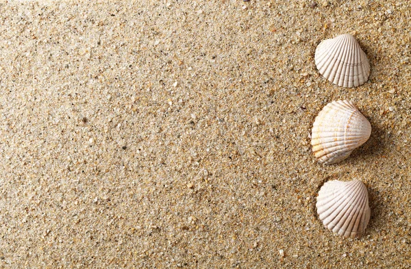 Shell på sand — Stockfoto