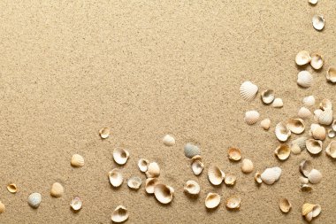 Shells On Sand clipart