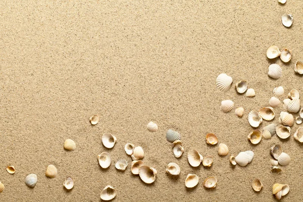 Muscheln auf Sand — Stockfoto