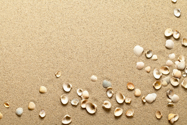 Раковины на песке
