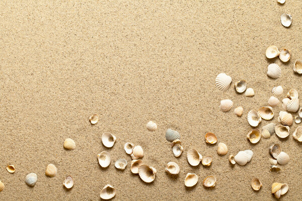 Shells On Sand