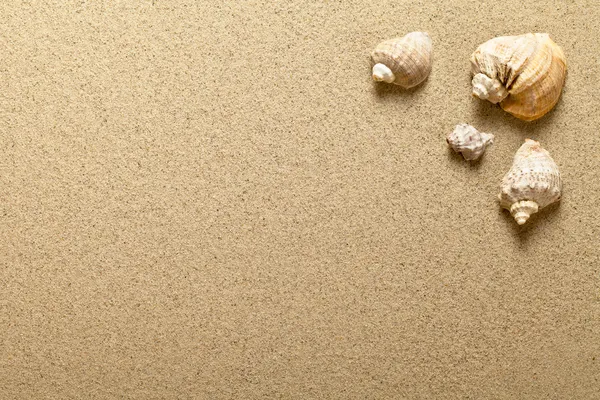 Conchas na areia — Fotografia de Stock