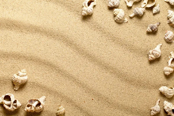 Coquilles sur sable — Photo