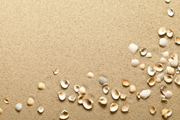Conchas na areia Imagens Royalty-Free