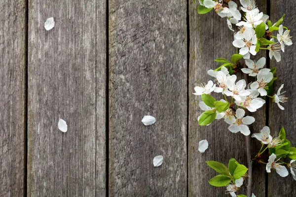 Fiori primaverili — Foto Stock