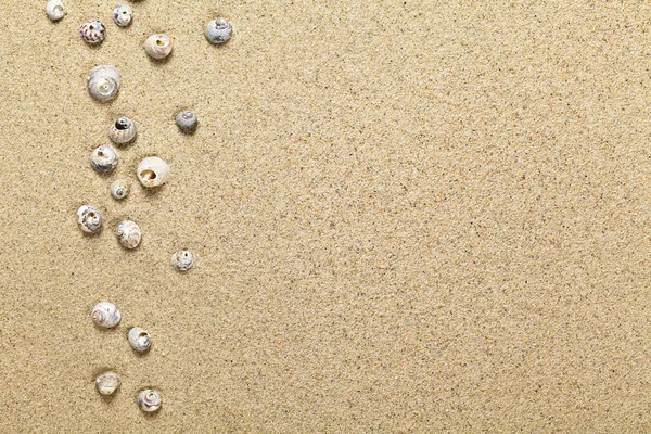 Skall på sand – stockfoto