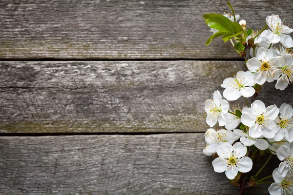 Flores de primavera Imagem De Stock