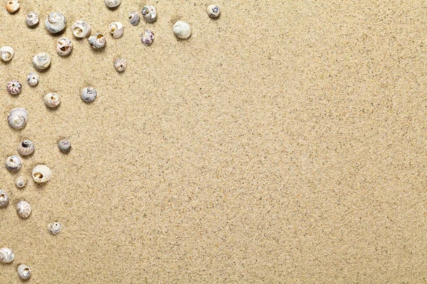Skal på Sand — Stockfoto