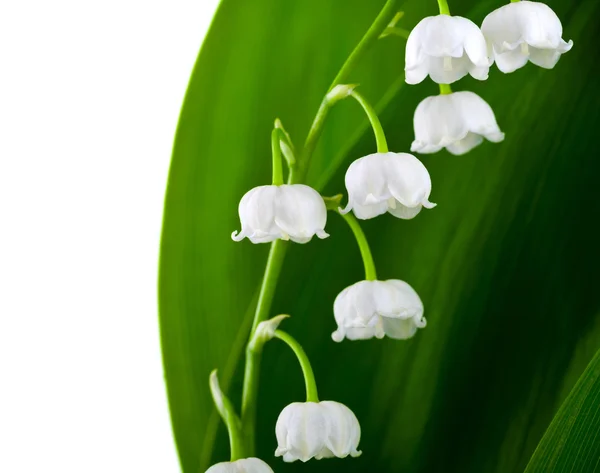 Lily-van-de-vallei — Stockfoto