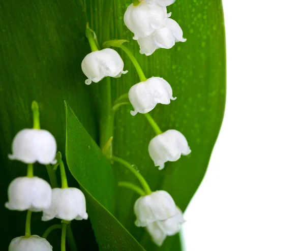 Lily-of-the-vis — стоковое фото