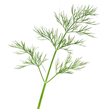 Dill.