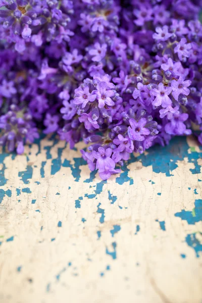 Flores de lavanda — Foto de Stock