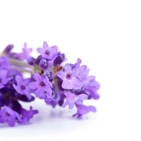 ラベンダーの花 — ストック写真