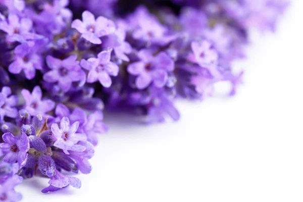 Lavendel blommor — Stockfoto