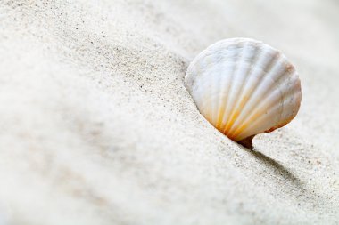kum ve deniz hayvanı kabuğu