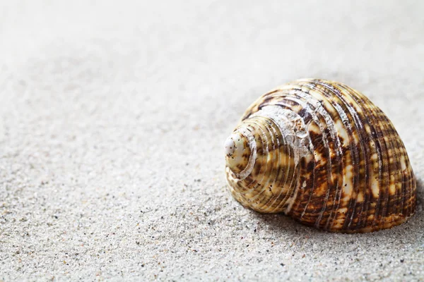 Areia e casca — Fotografia de Stock