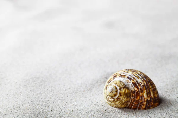 Písek a shell — Stock fotografie