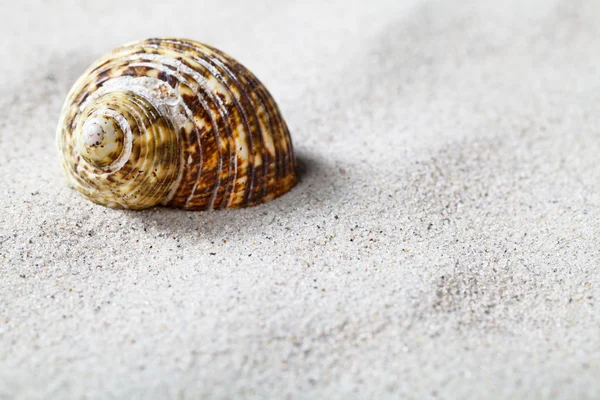 Sand And Shell — Stock Photo, Image