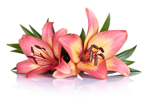 Lily bloemen — Stockfoto