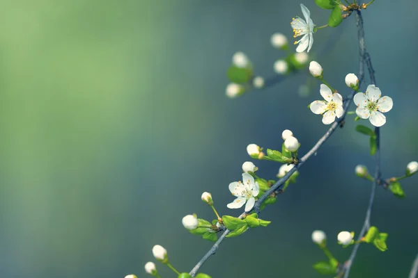 Kwiaty wiosenne — Zdjęcie stockowe