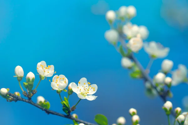 Flores de primavera — Fotografia de Stock